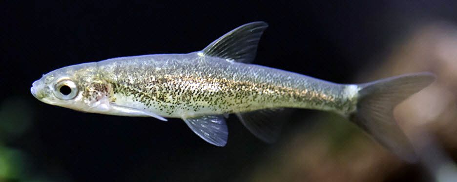 Anaecypris hispanica_08.jpg